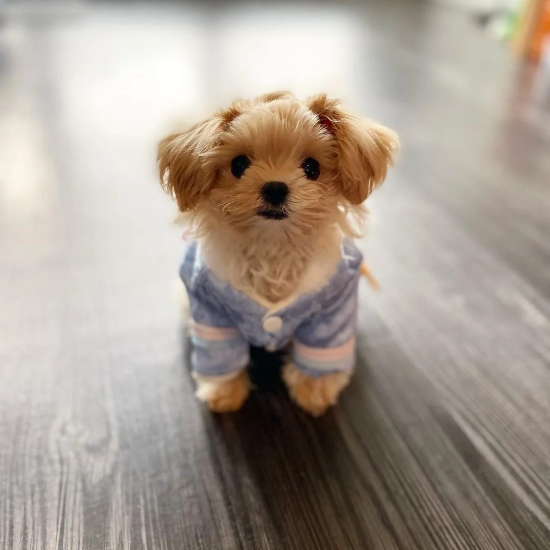 Small fluffy puppy wearing a blue sweater sitting on a wooden floor.