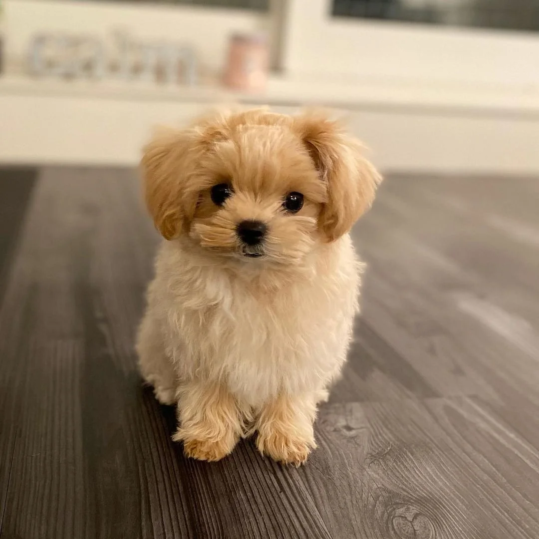 Small fluffy puppy sitting on wooden floor indoors.