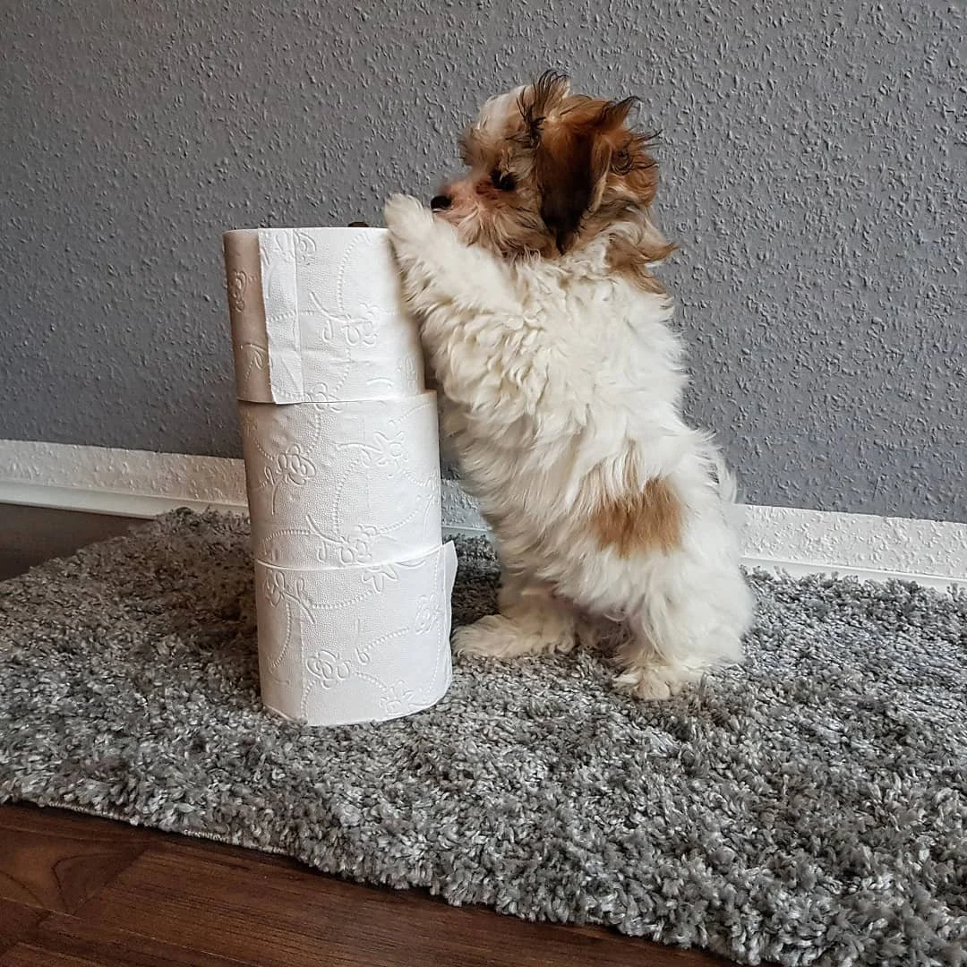 Small fluffy puppy standing on hind legs touching a stack of toilet paper rolls on a gray carpet.