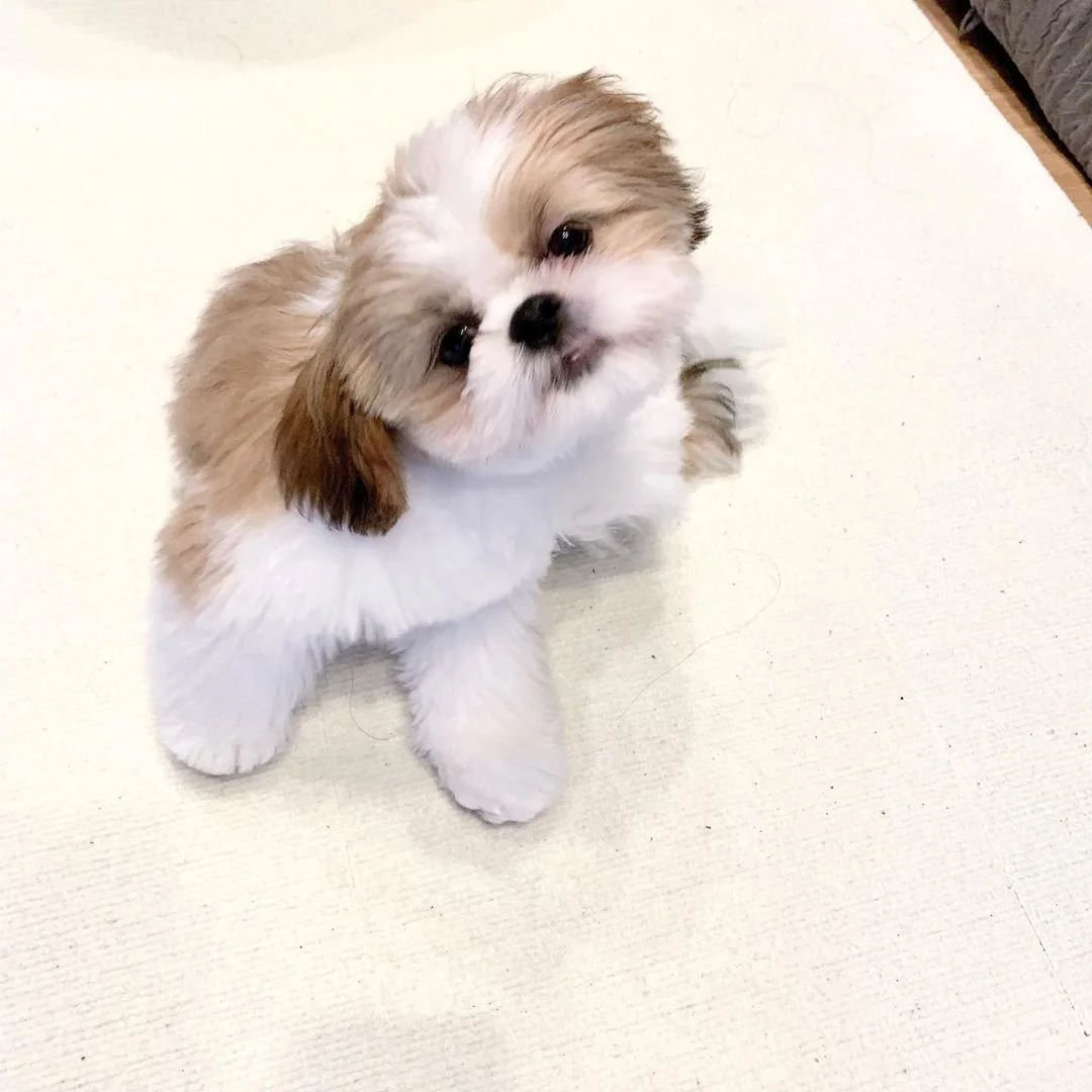 Adorable Shih Tzu puppy with fluffy white and brown fur on a light background.