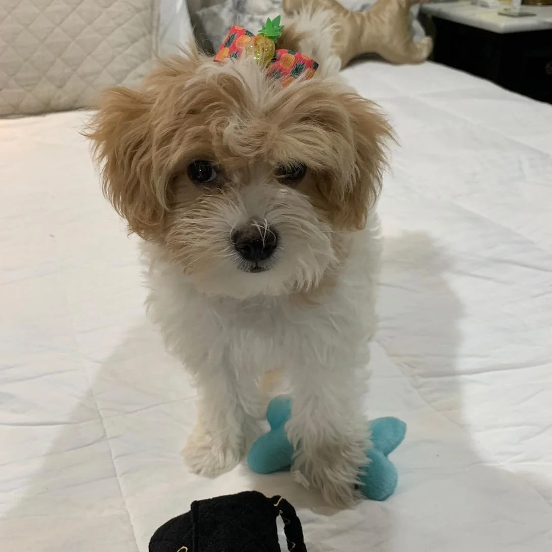 Fluffy white and brown dog with a colorful bow on its head standing on a bed with a blue toy and black object nearby.