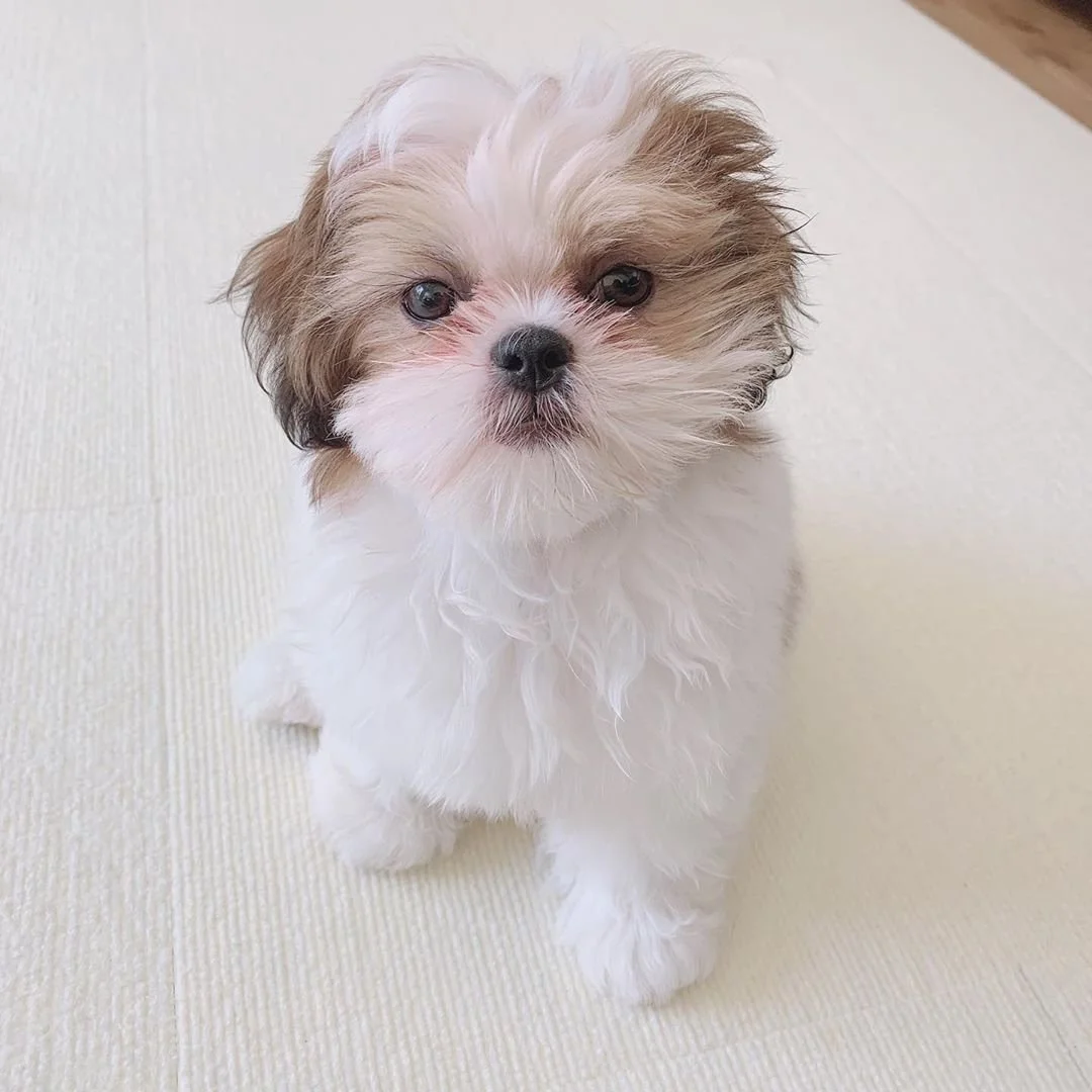 Cute Shih Tzu puppy sitting on a light-colored carpet