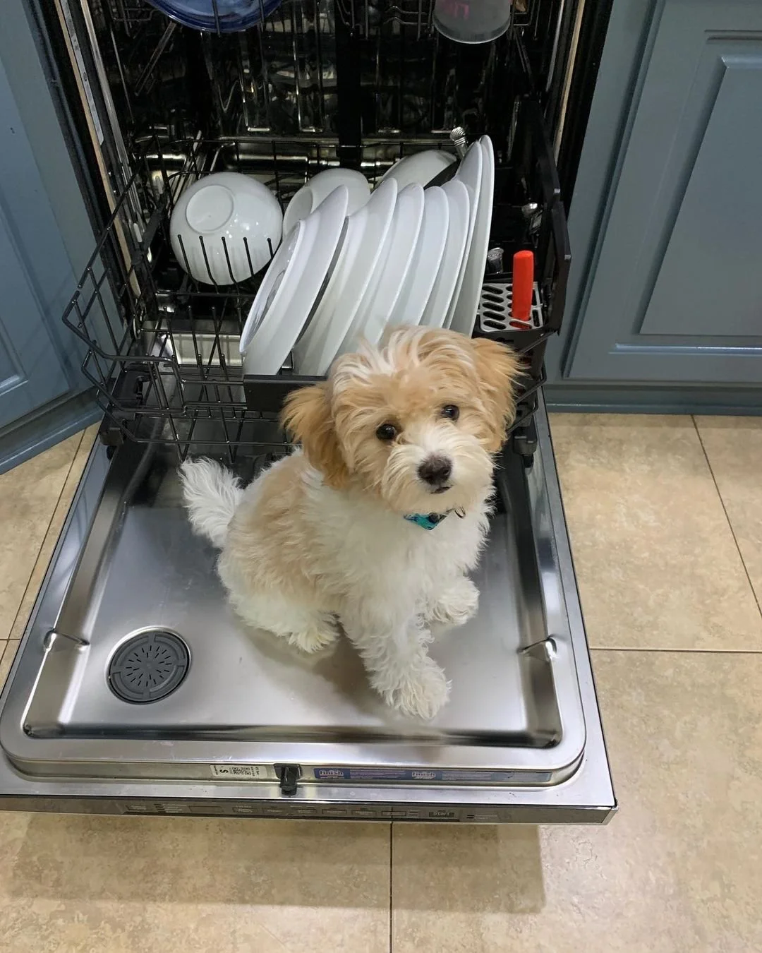 Cute puppy sitting inside an open dishwasher with clean white dishes.