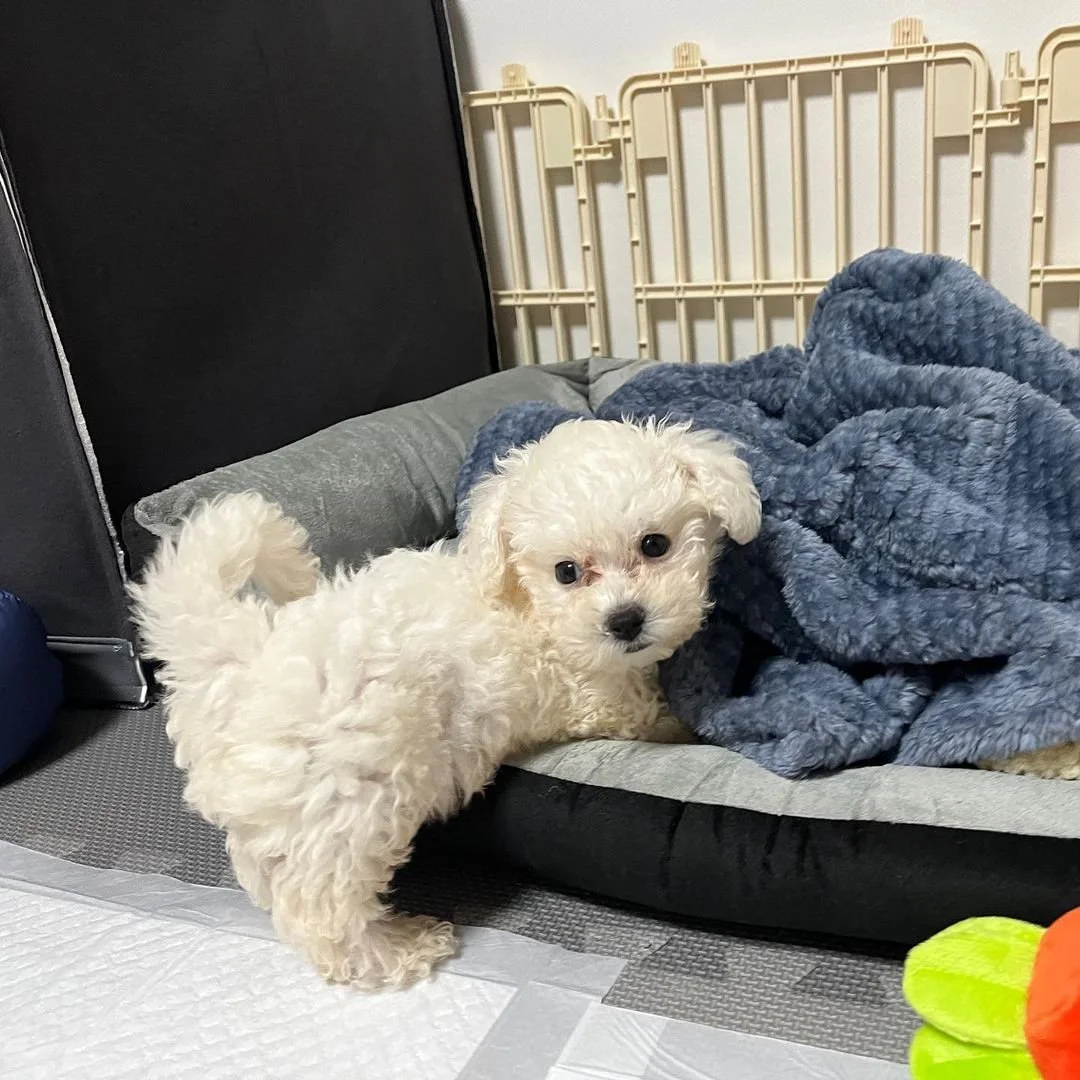 Small white fluffy puppy standing near a dog bed with a blue blanket.