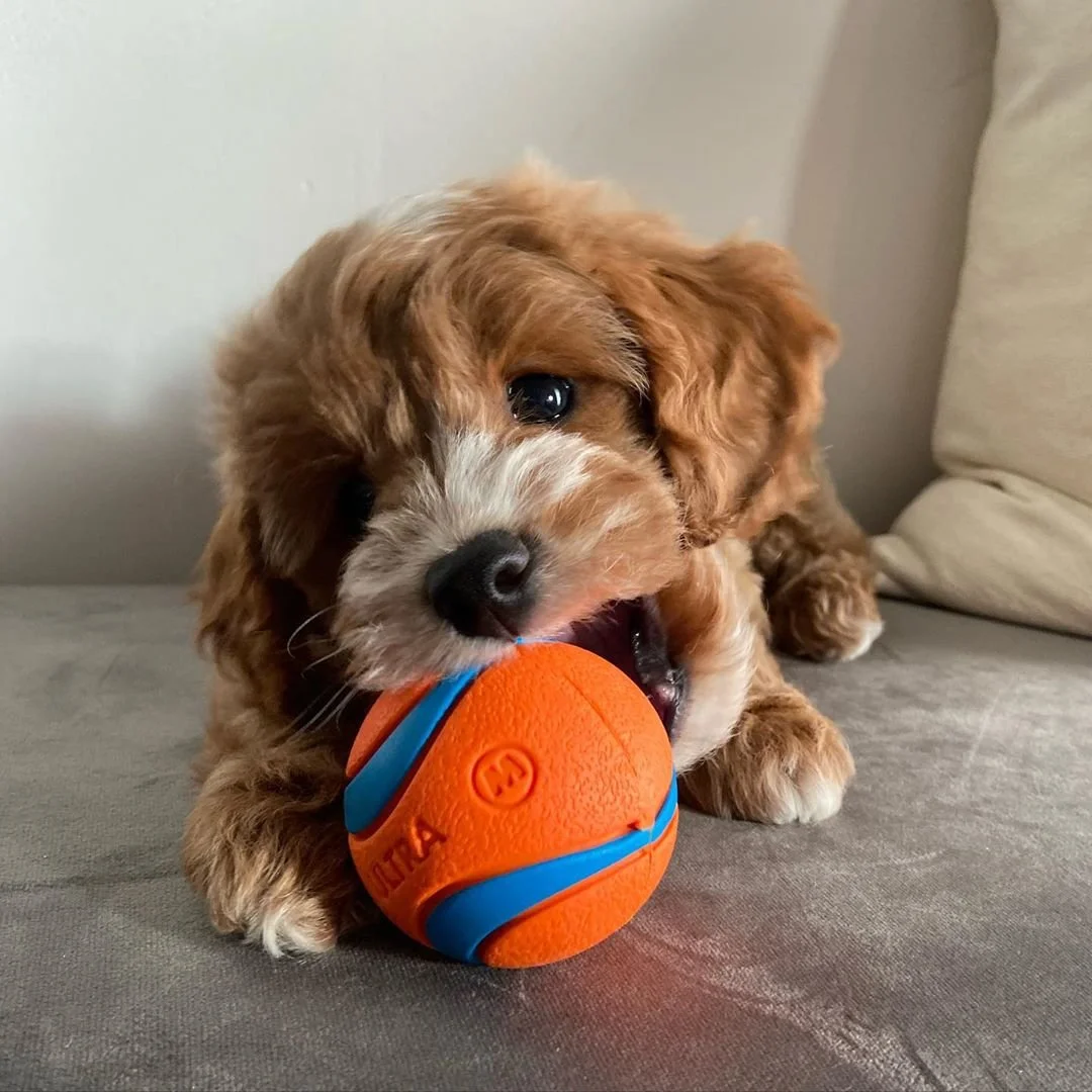 Cute puppy playing with an orange and blue ball on a couch.