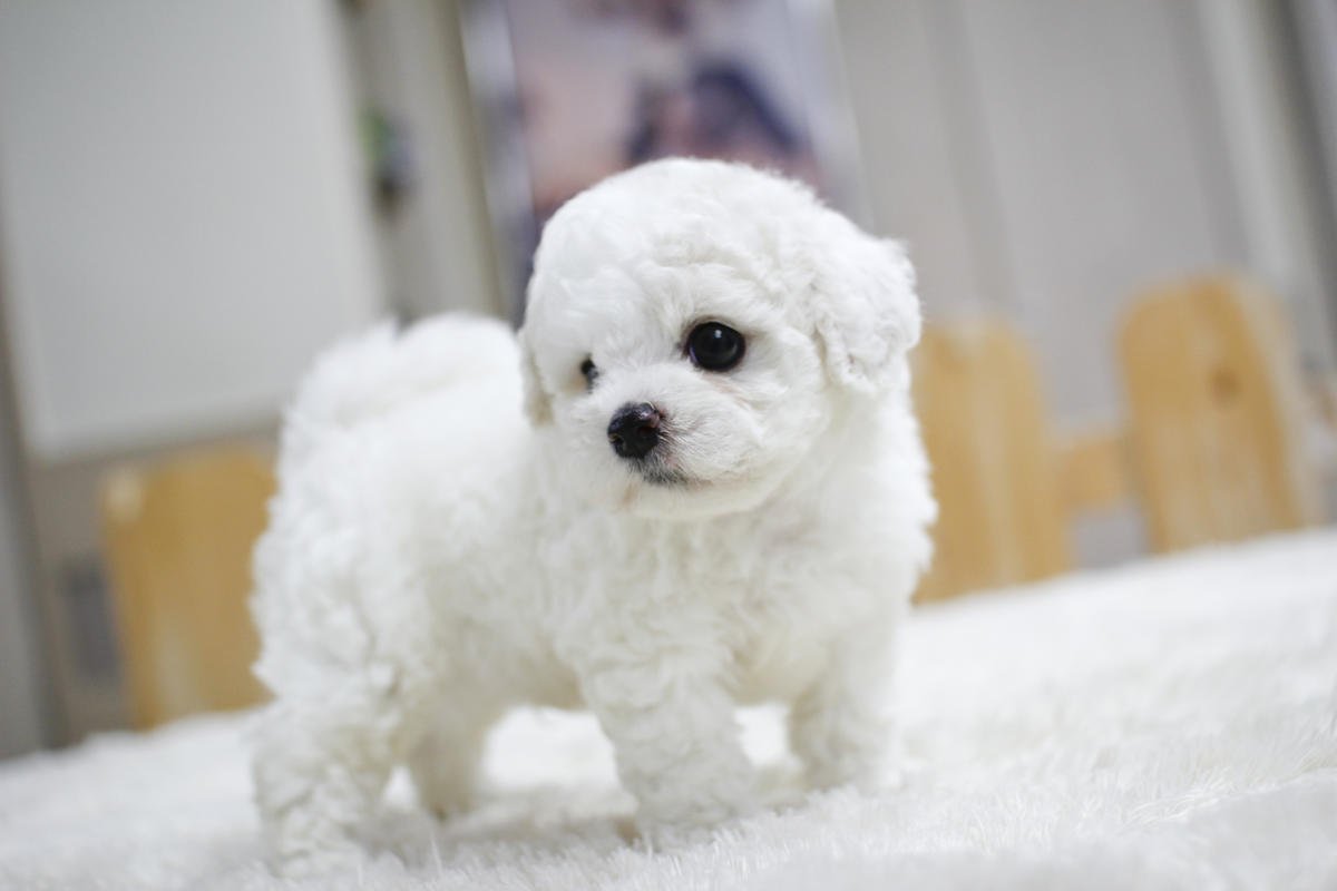 A fluffy white puppy standing on a soft surface indoors.