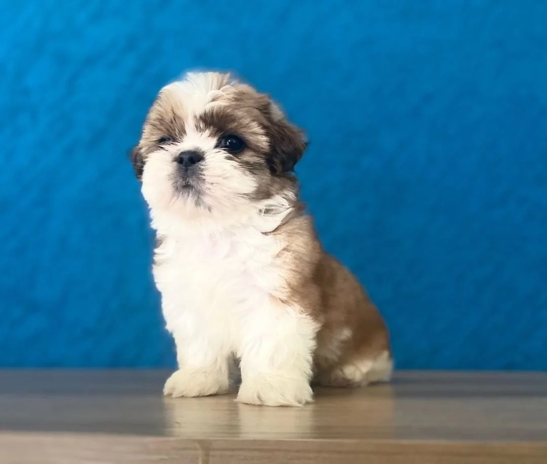 Small fluffy brown and white puppy sitting on a wooden surface against a blue background.