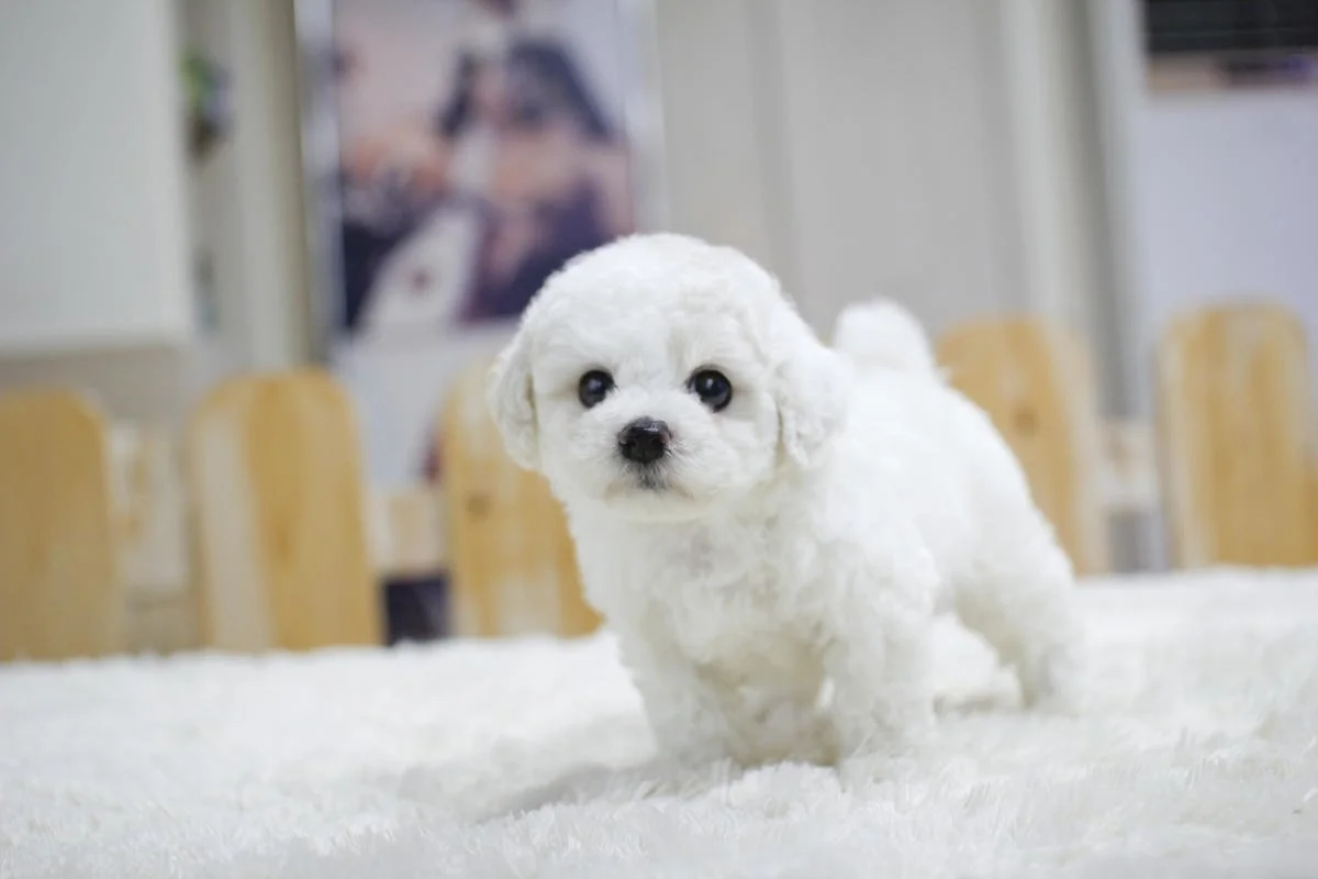 Fluffy white puppy standing on a soft white surface indoors.
