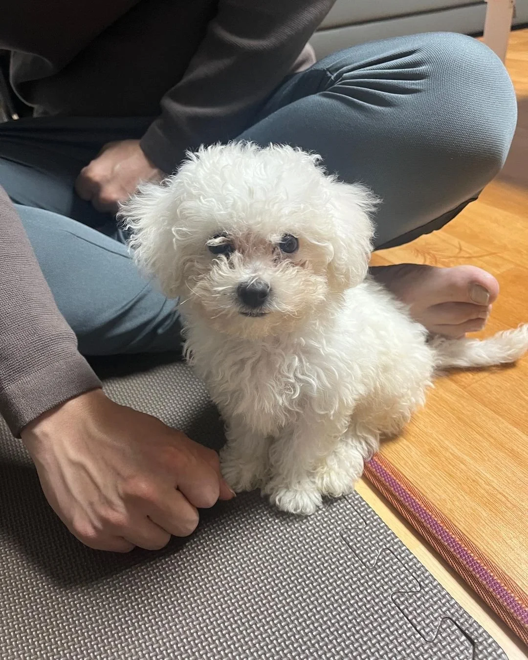 A small white fluffy puppy sitting on the floor next to a person sitting cross-legged.