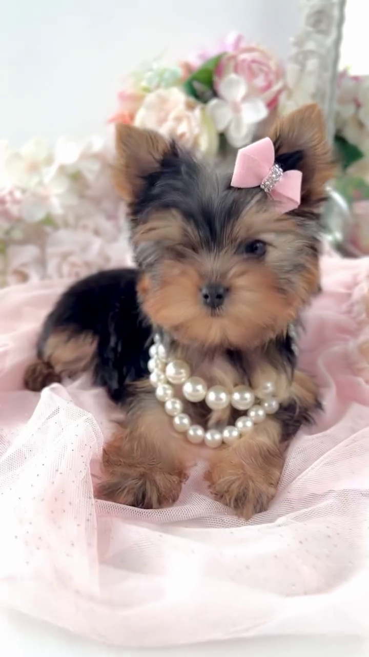 Yorkie Puppies for sale in Quebec