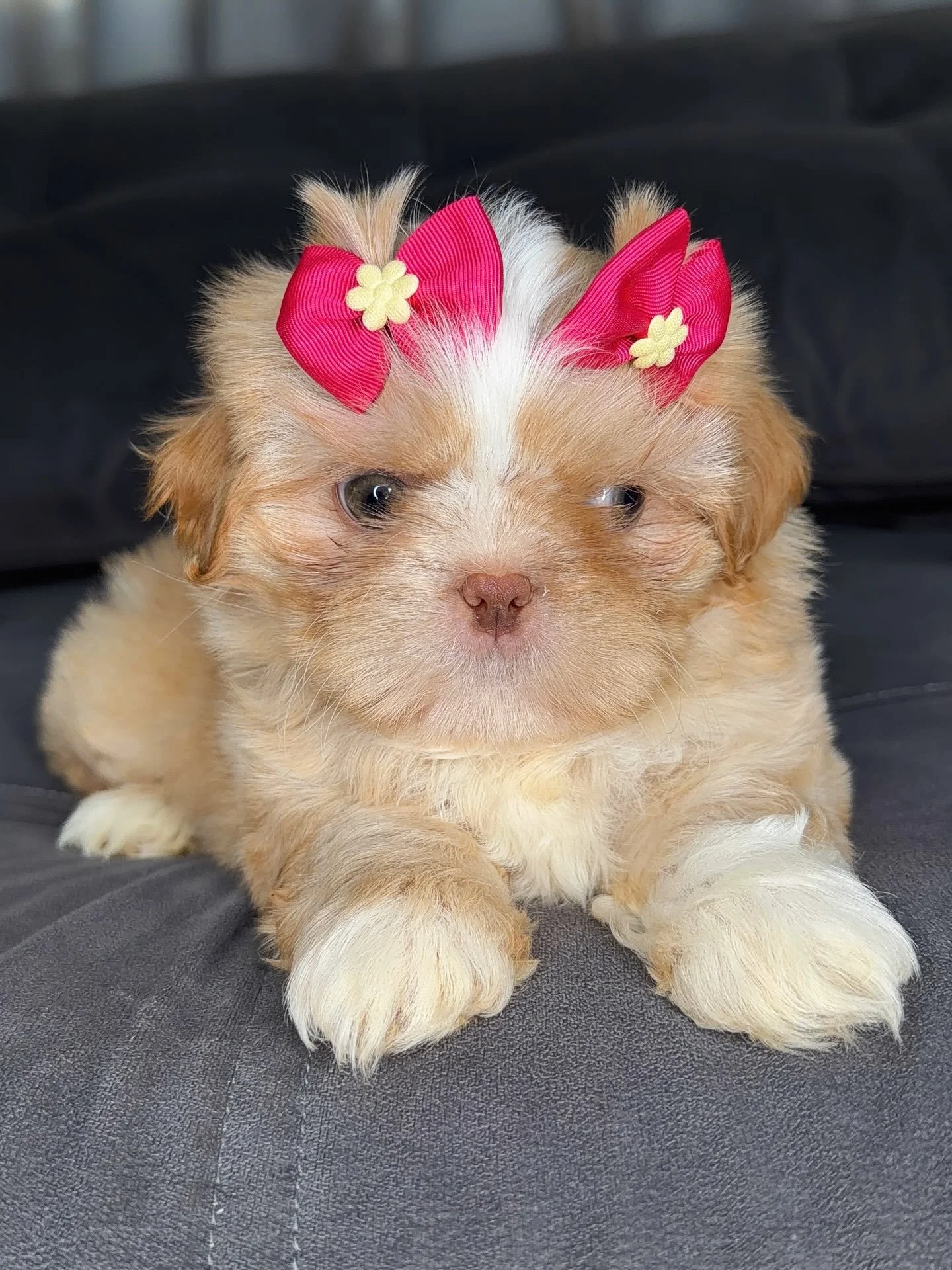 Shih Tzu Breeder in BC