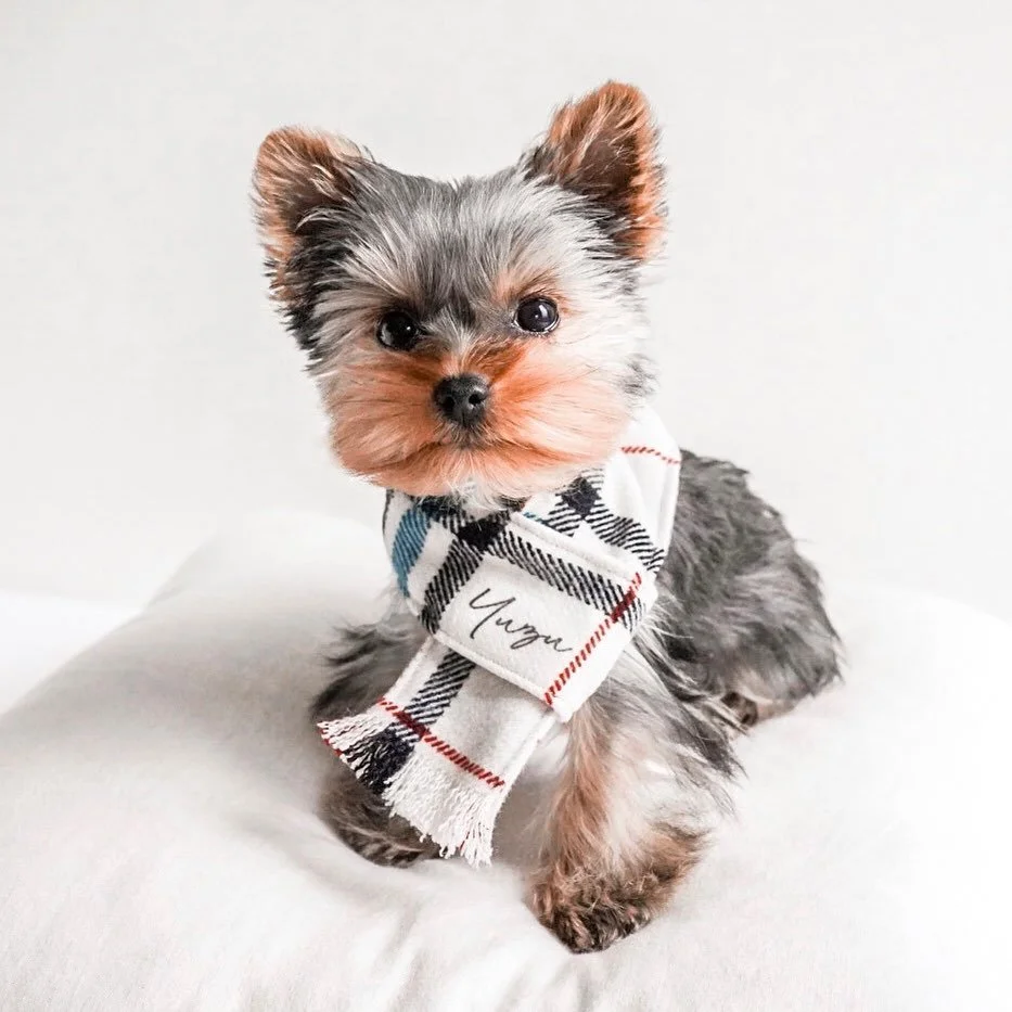 Yorkshire Terrier puppy wearing plaid scarf on a pillow