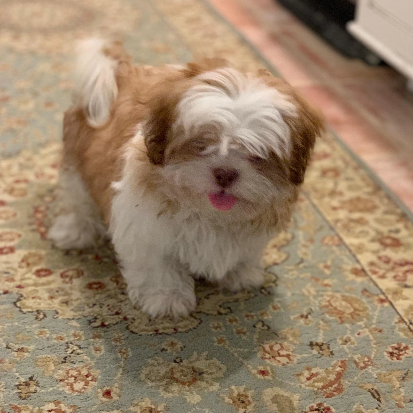 A small, fluffy brown and white puppy standing on a patterned rug.