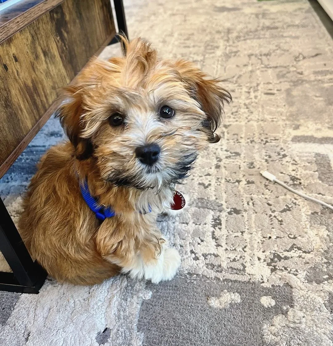 Cute brown and white puppy sitting on a patterned carpet with a blue collar.