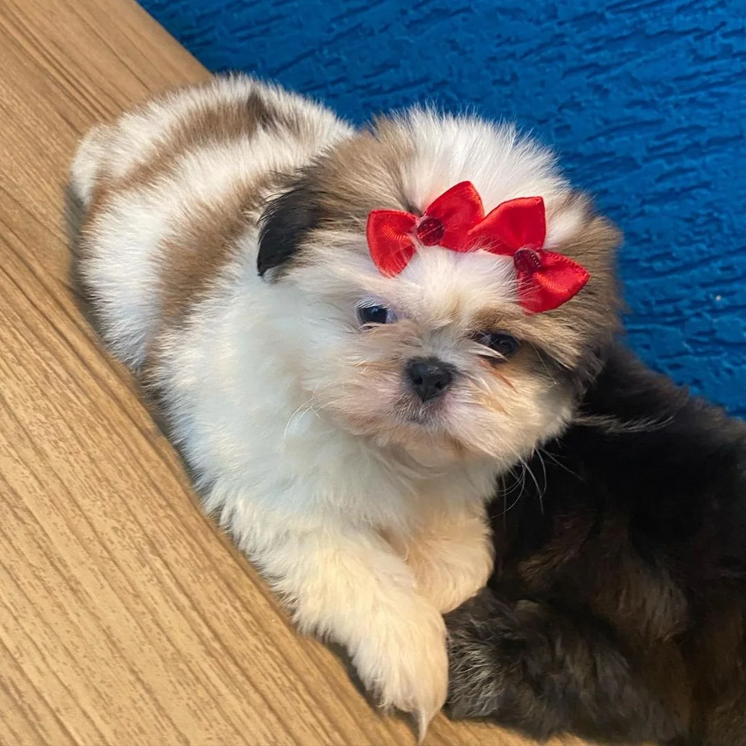 Fluffy puppy with a red bow on head lying on a wooden surface.