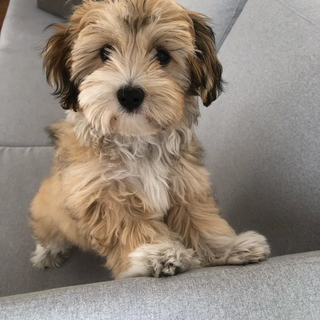 Fluffy puppy on gray couch