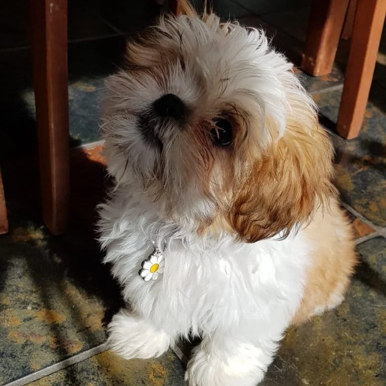Small fluffy dog sitting on a tiled floor, wearing a daisy tag on its collar.