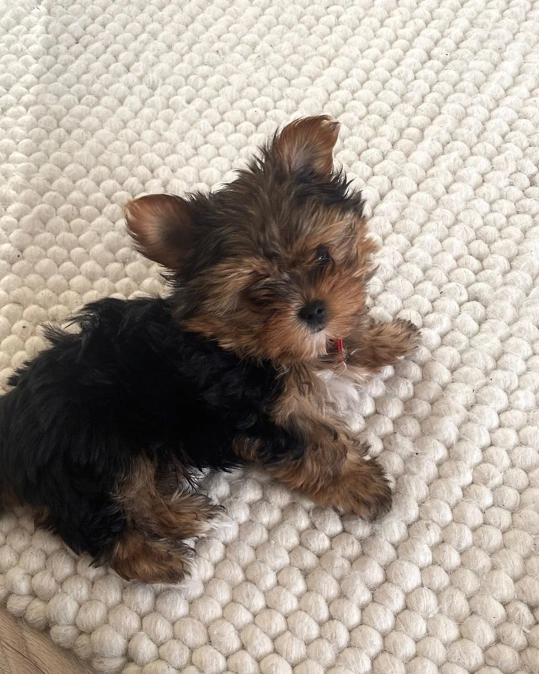 Small Yorkshire Terrier puppy sitting on a textured white rug.