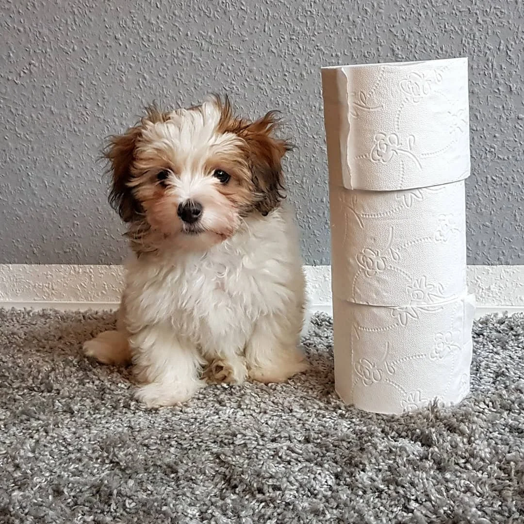 A small fluffy puppy sitting next to stacked rolls of toilet paper on a gray carpet.