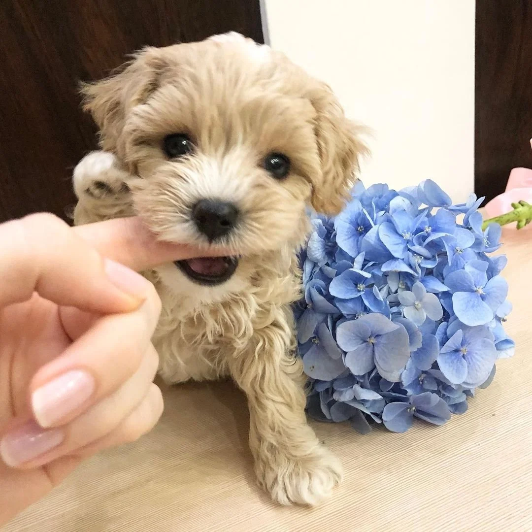 Cute puppy nibbling on a person's finger next to a bouquet of blue hydrangeas on a wooden surface.