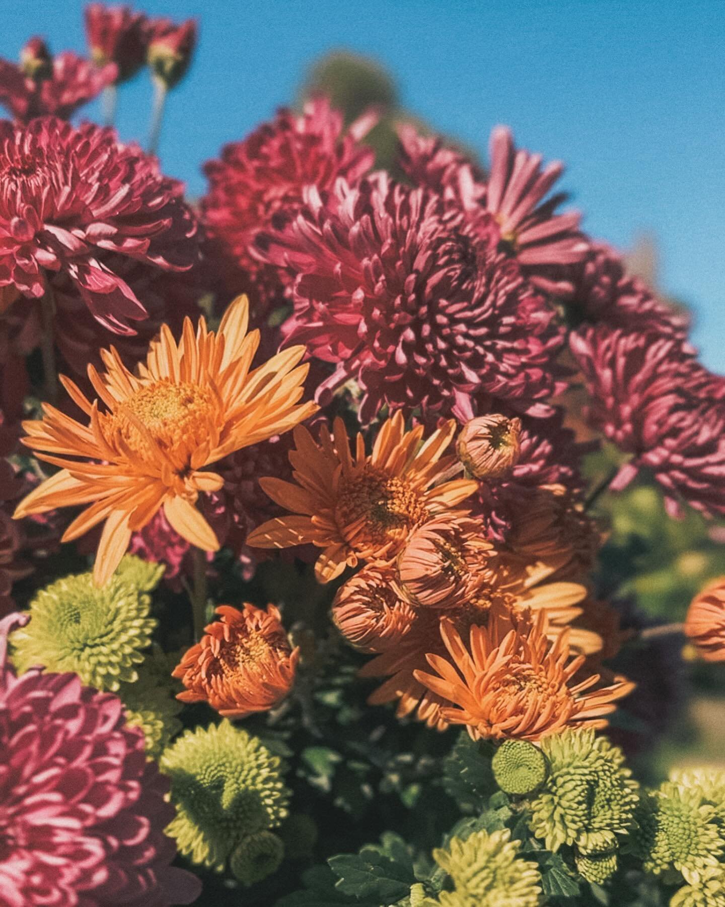 Chrysanthe-yums.  #Yarravalleyflowers #handpickedflowers #sprayfreeflowers #sustainableflowers #grownnotflown  #shortacrefarm  #healesville #flowers #yarravalley #florist