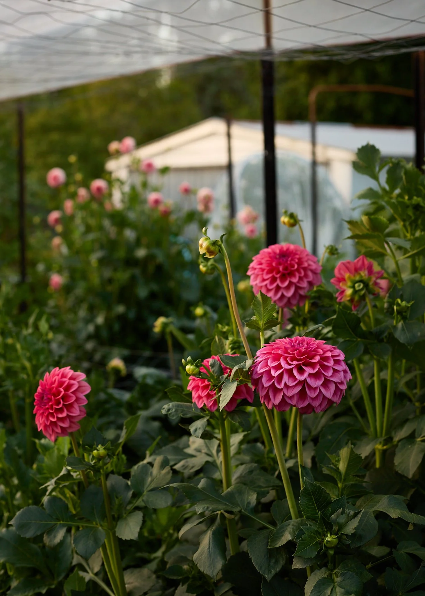 Growing Dahlias in the Yarra Valley