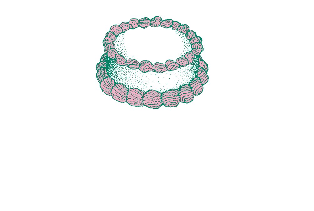The Bake Shoppe Des Moines Bakery, Cakes, Cookies and Pastries