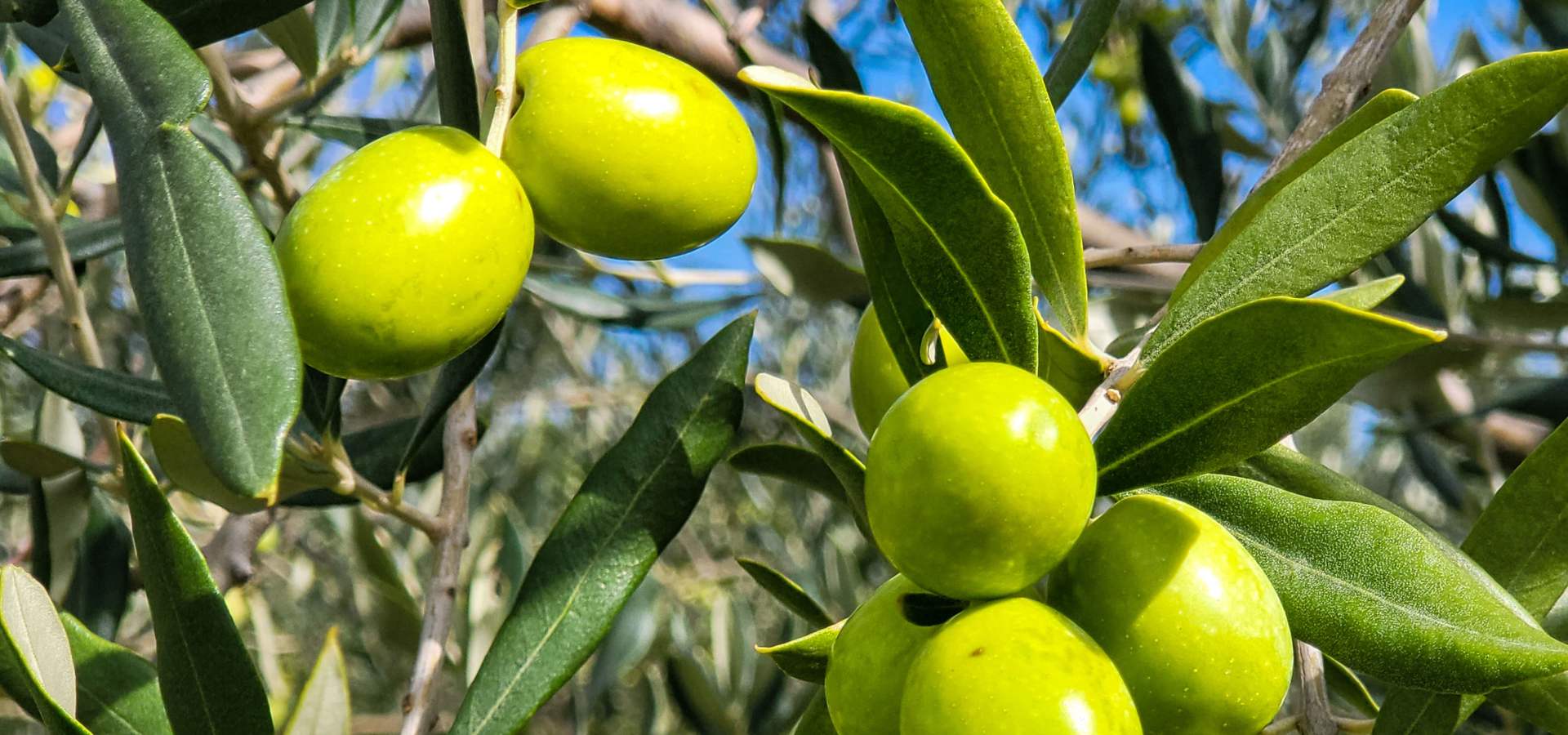 Choosing the Right Olive Oil: Why Polyphenols Matter