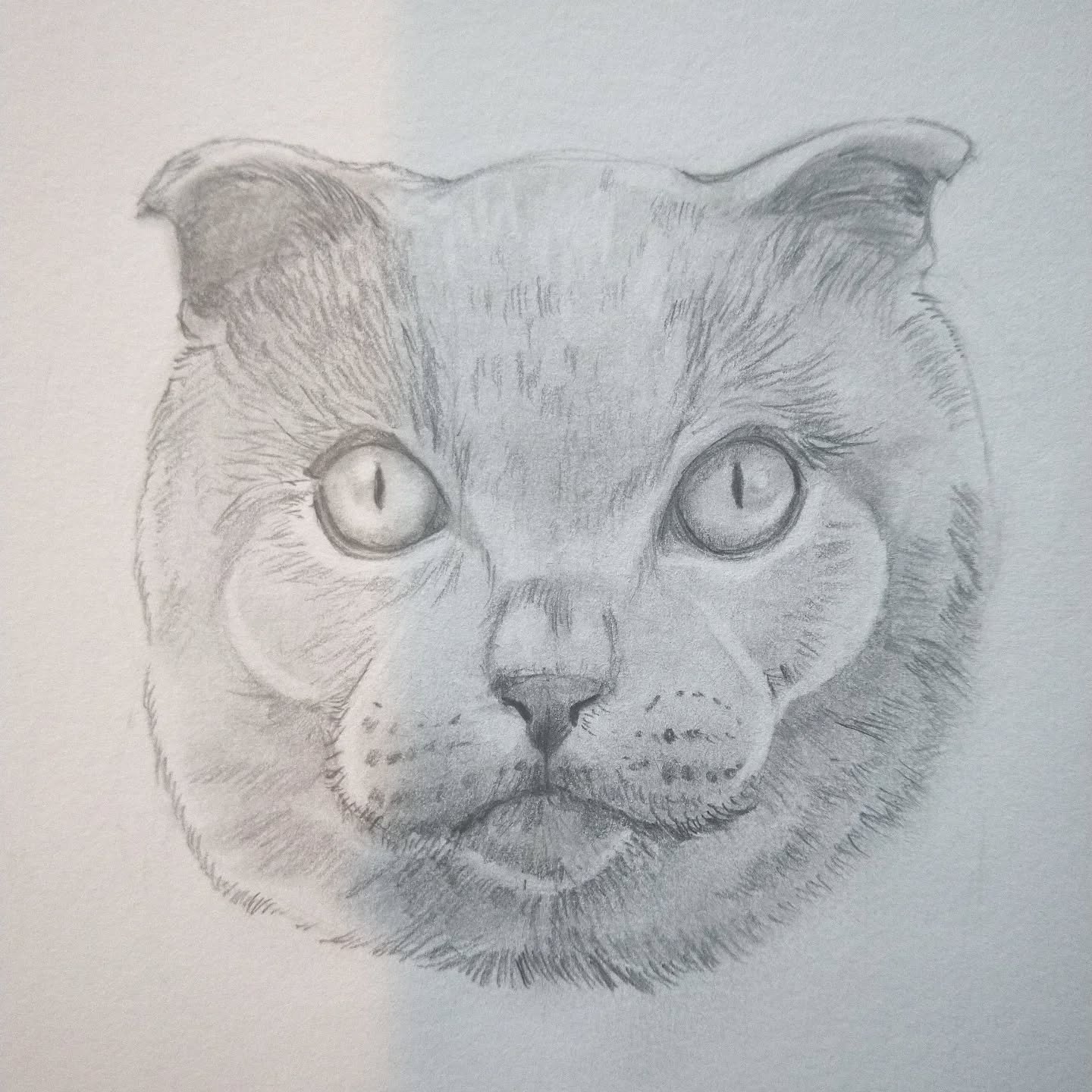 Cat head sketch