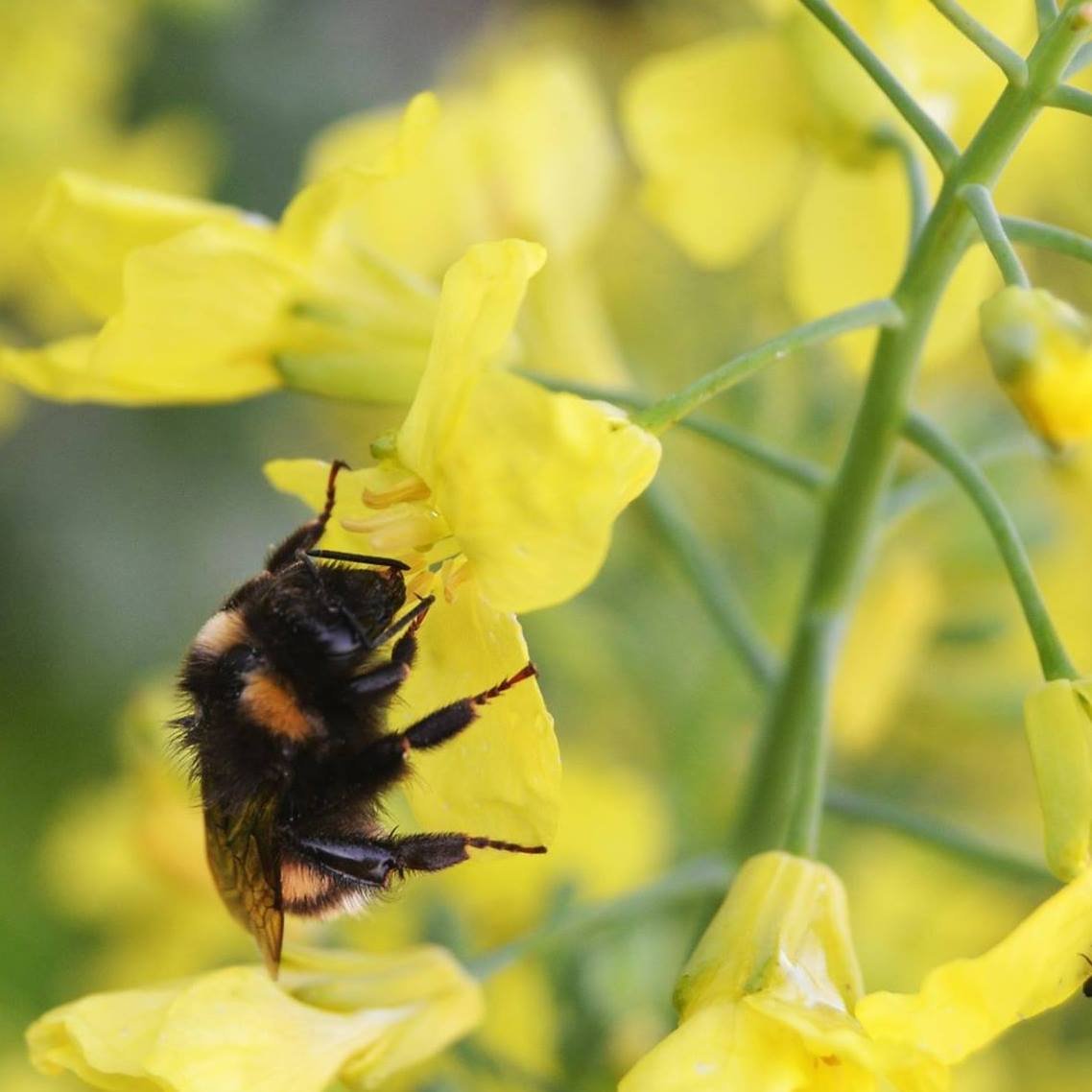 bee.jpg