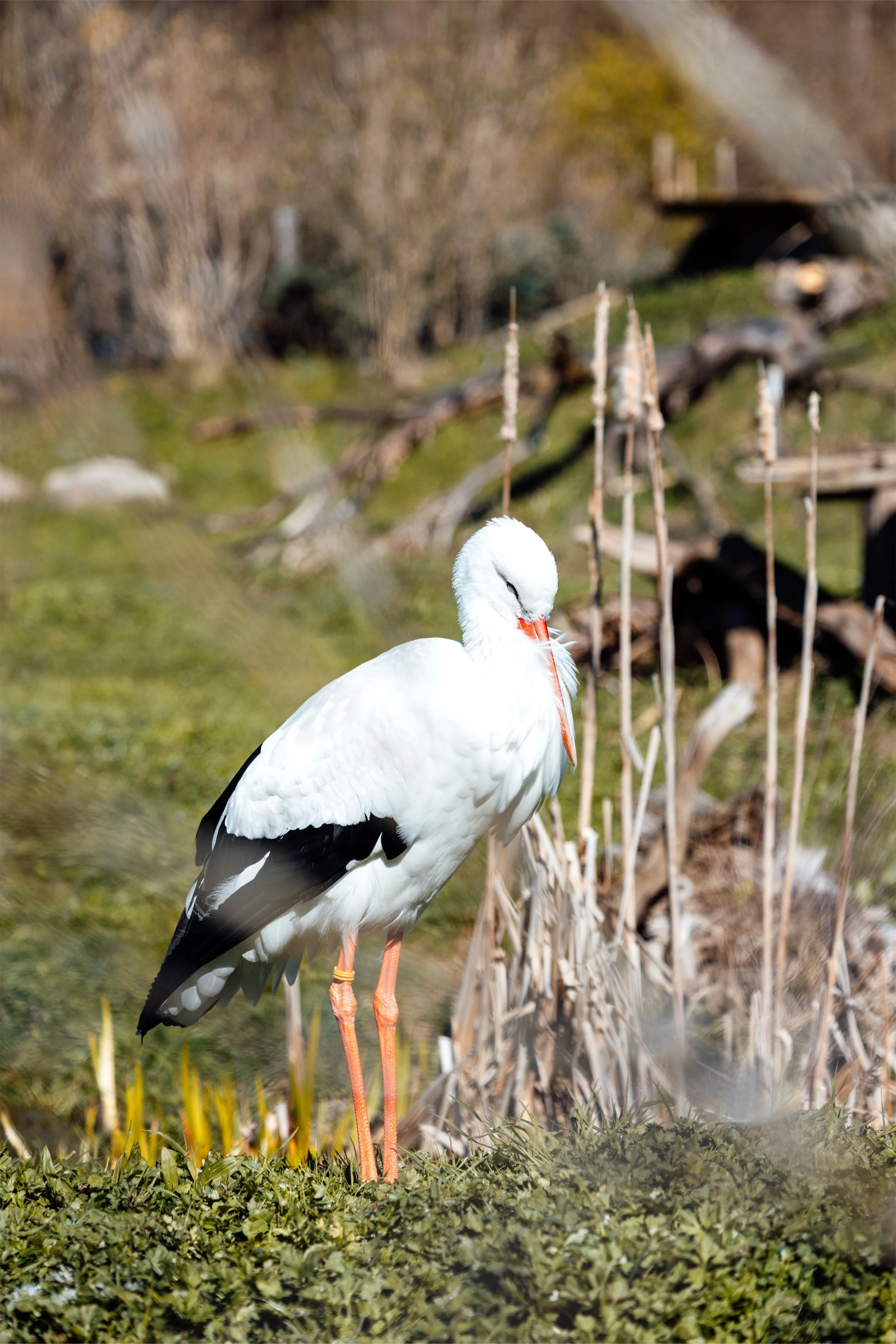     storch-wildpark-goldach-fotografie-passion-by-jess.JPEG