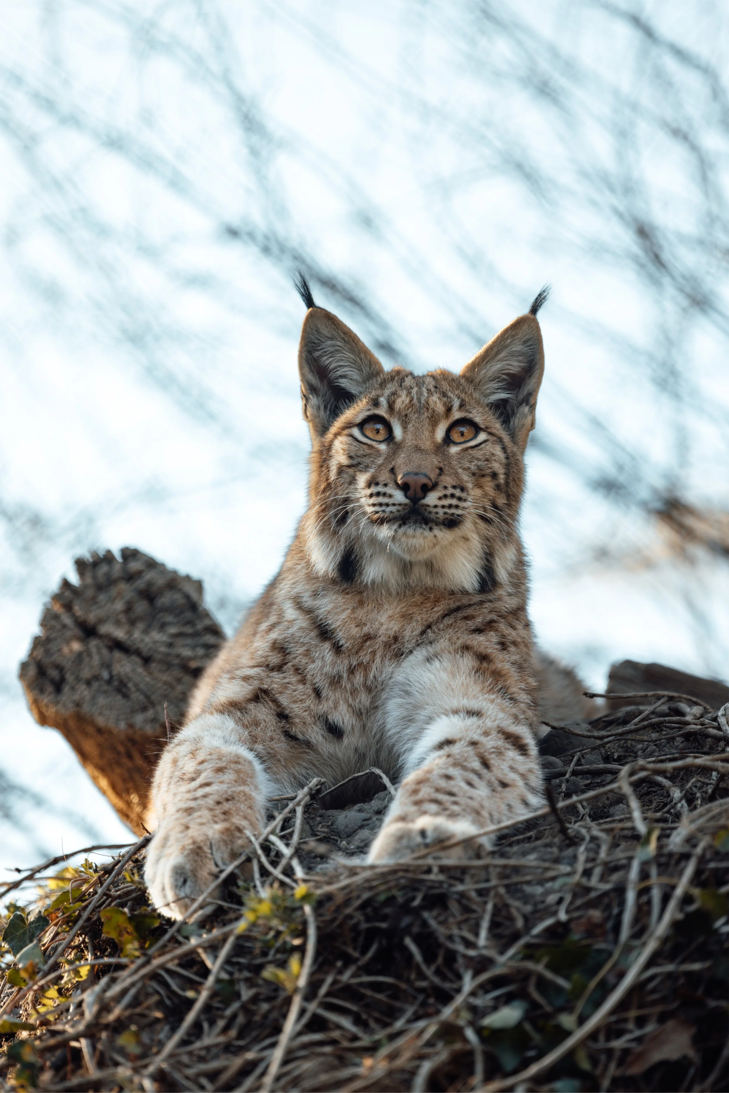     luchs-wildpark-goldach-fotografie-passion-by-jess.JPEG