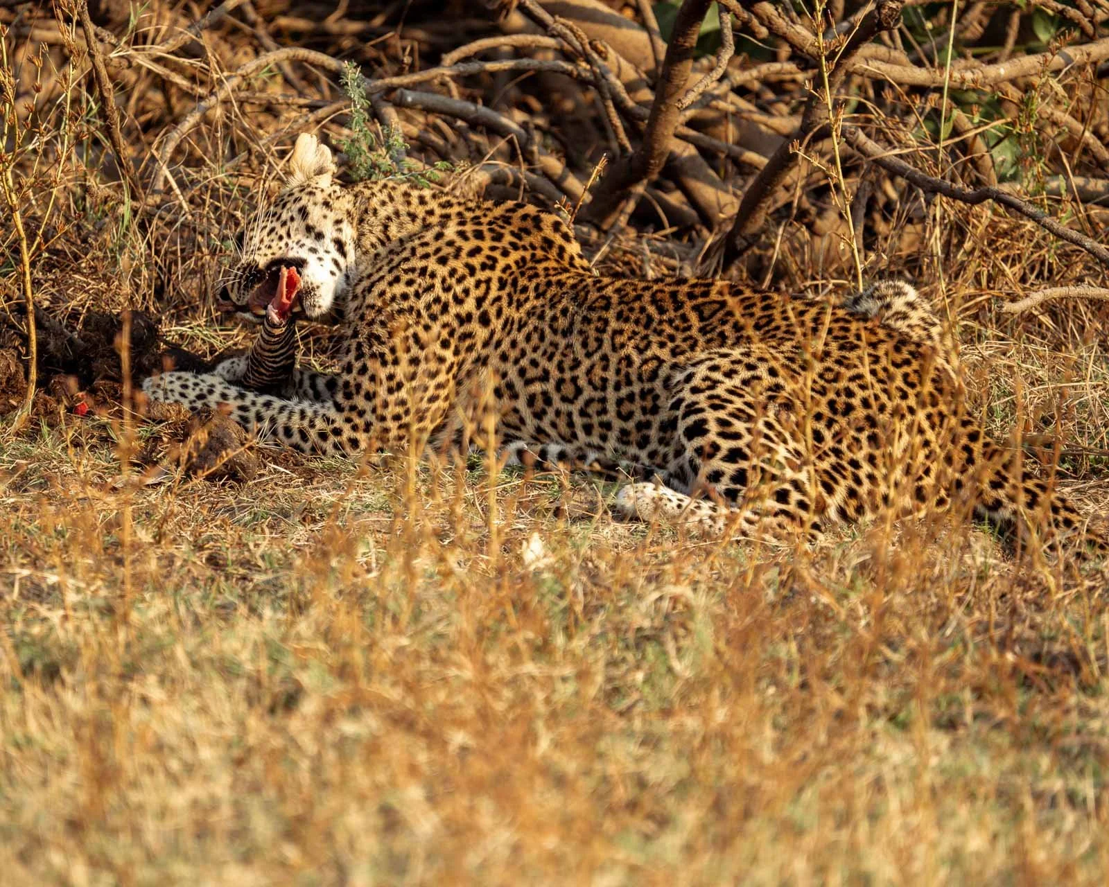 Wildlife & Nature Photography leopard