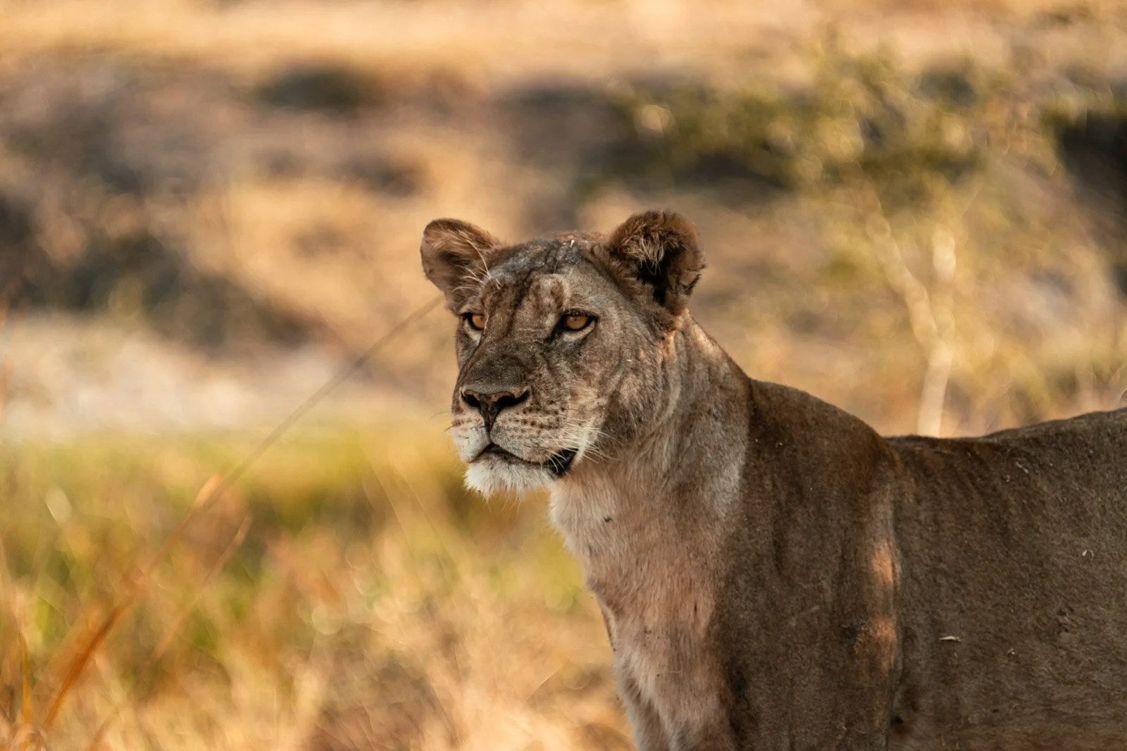 Wildlife & Nature Photography