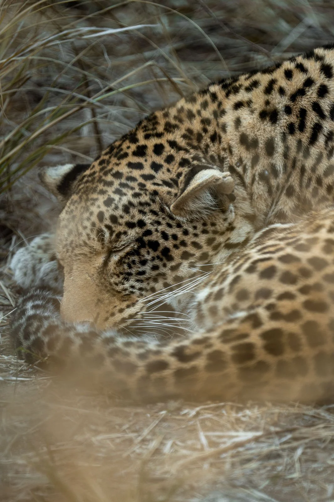 Wildlife & Nature Photography