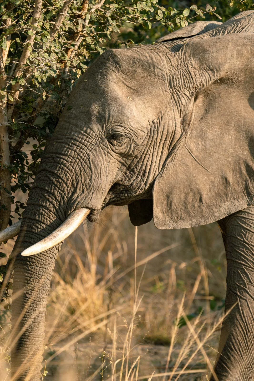 Wildlife & Nature Photography