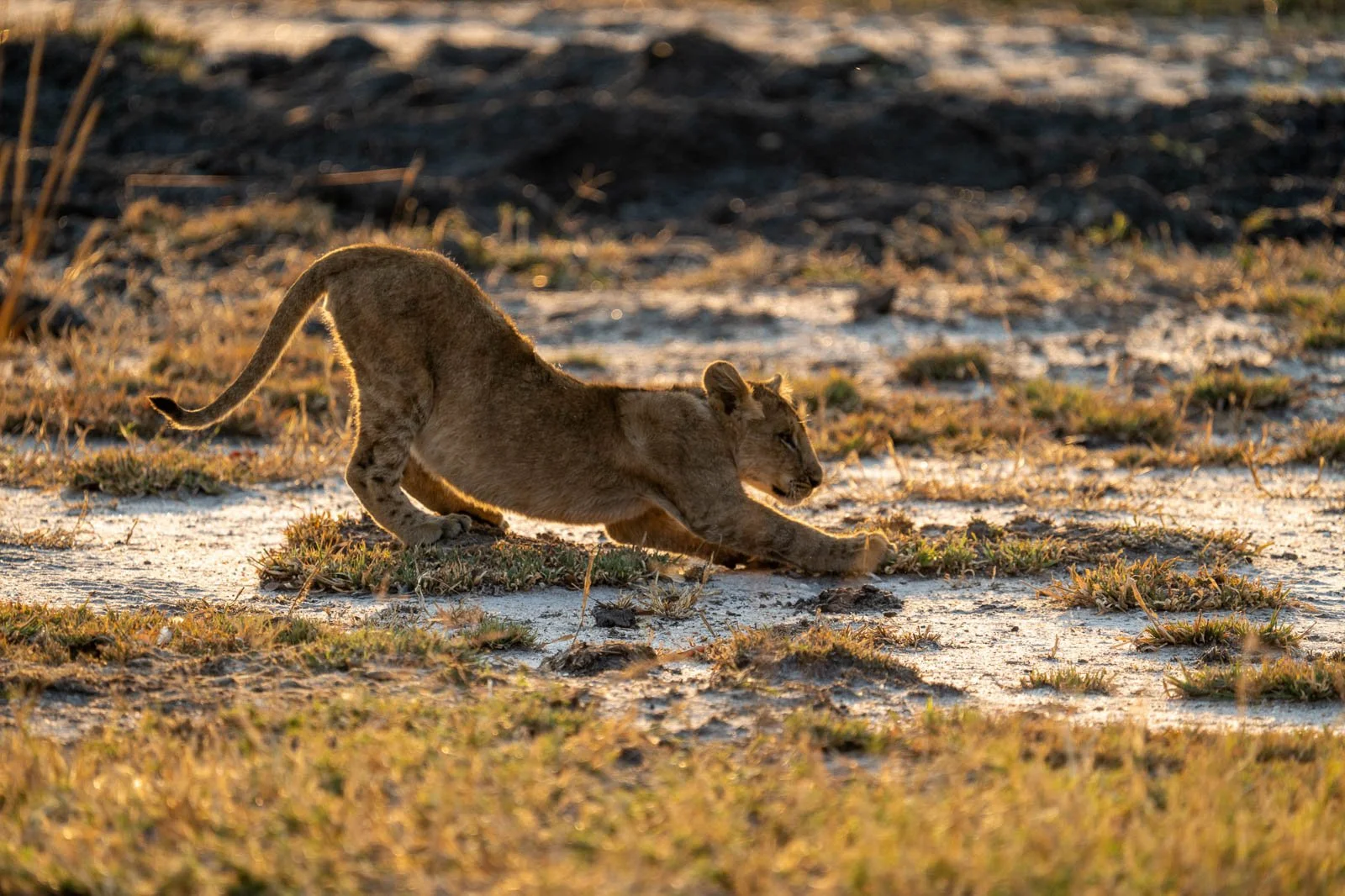 Wildlife & Nature Photography Safari in Zambia