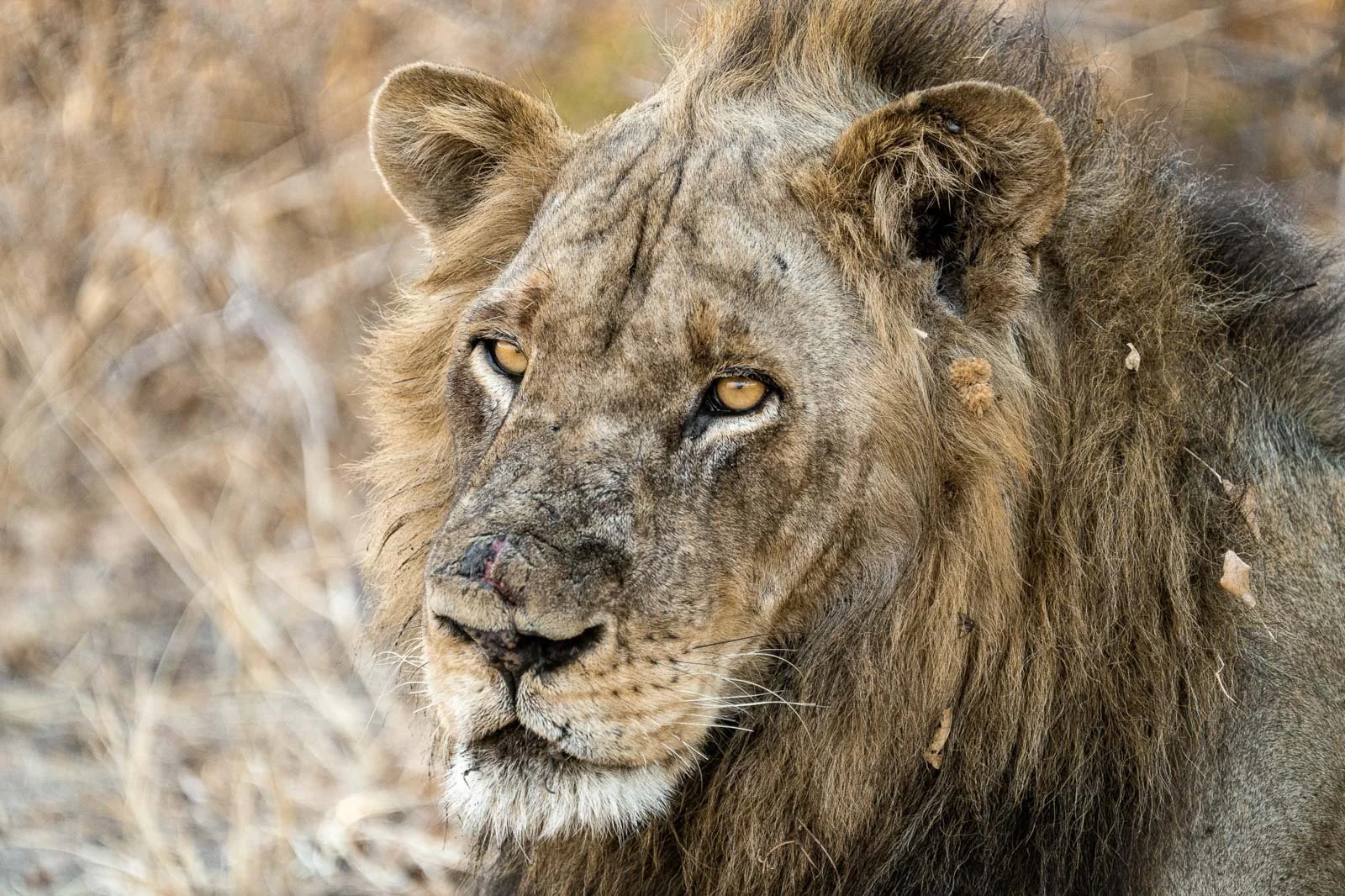 Wildlife & Nature Photography lion