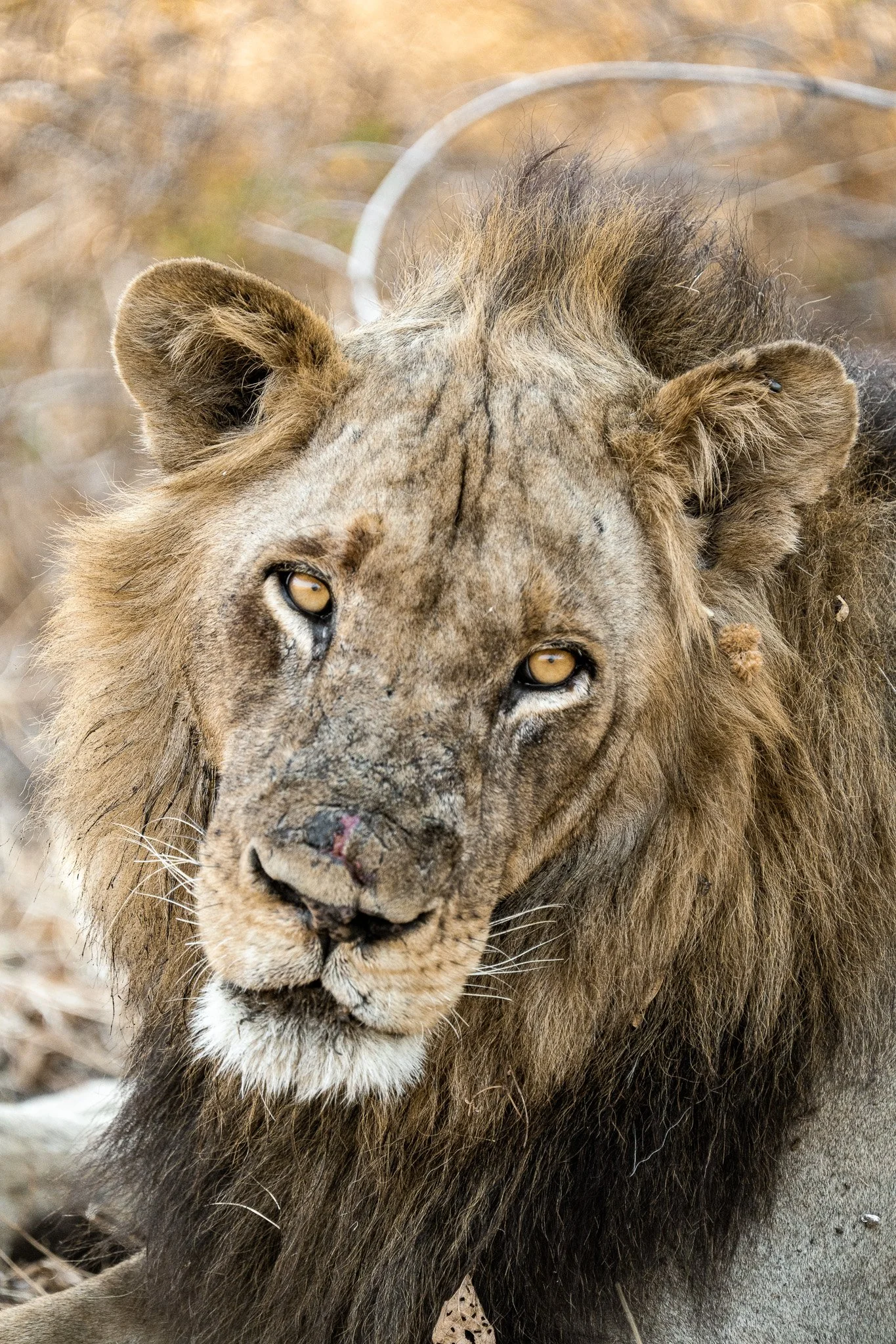 Wildlife_Safari_Photography.jpg