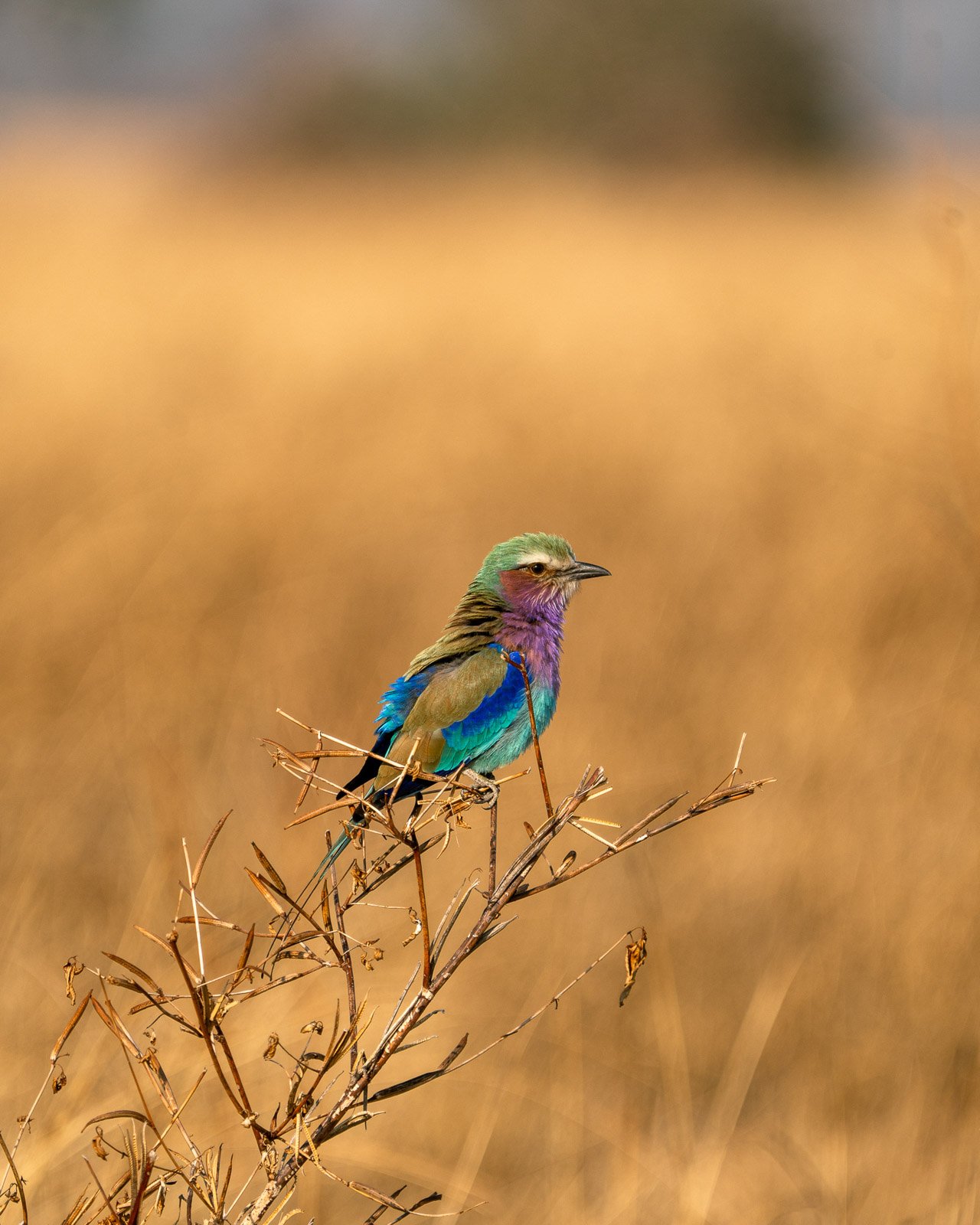 Wildlife & Nature Photography