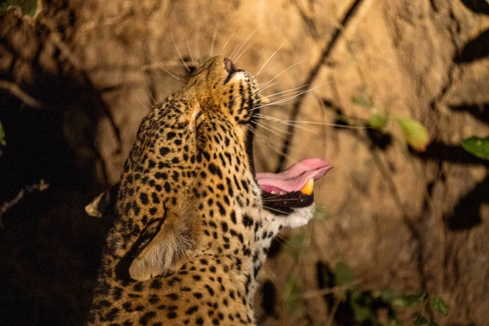 Wildlife & Nature Photography leopard