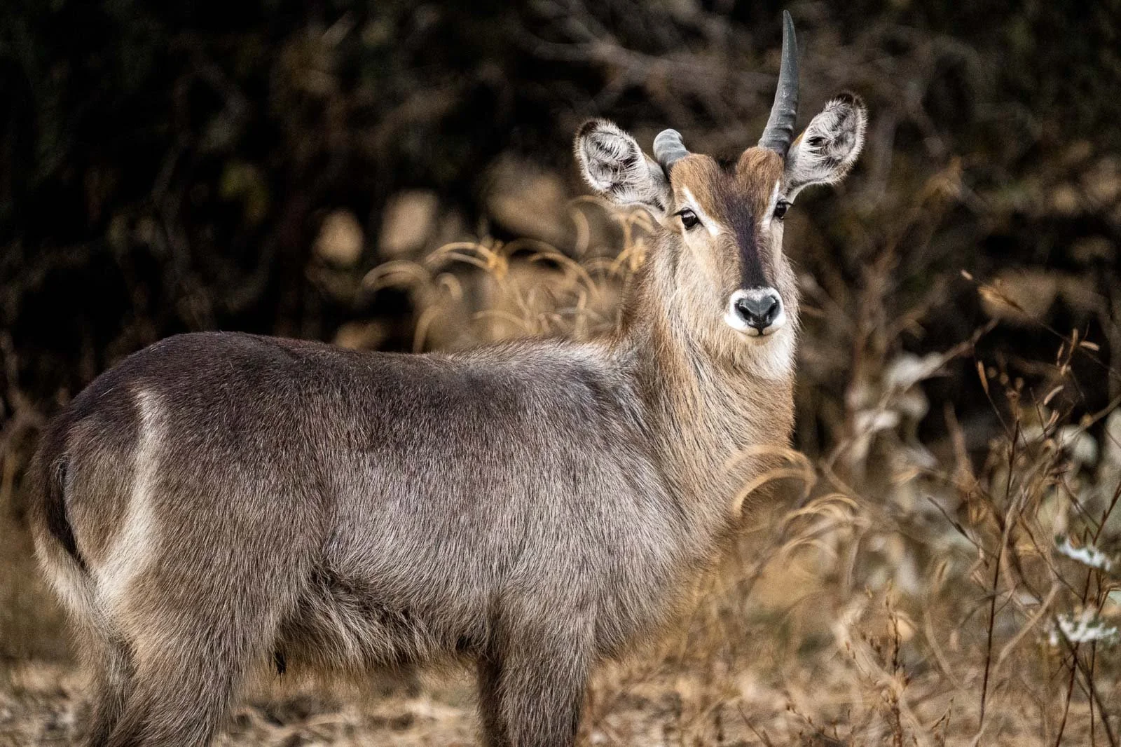 Wildlife & Nature Photography