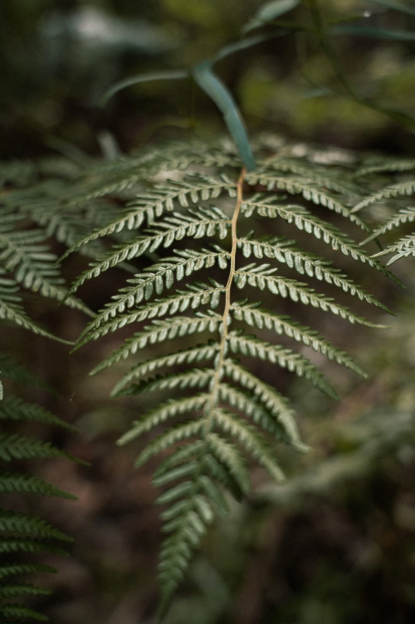 Nature_Photography.jpg