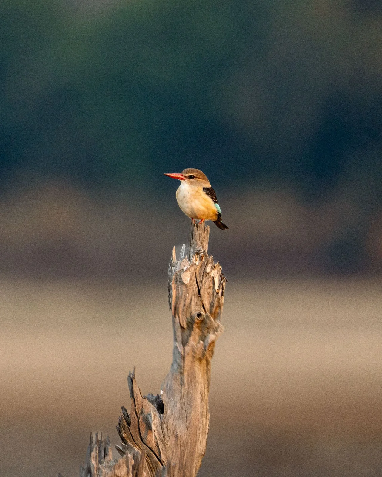 Wildlife & Nature Photography africa safari