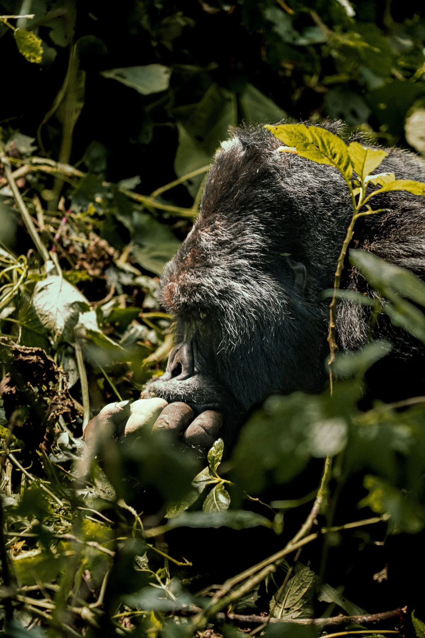 Wildlife_Photography.jpg