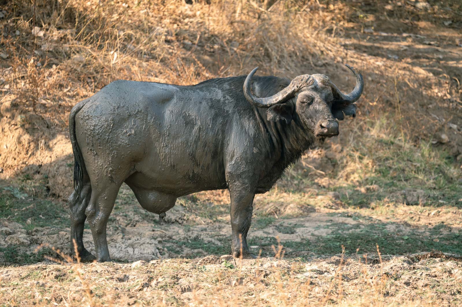 Wildlife & Nature Photography bufalo