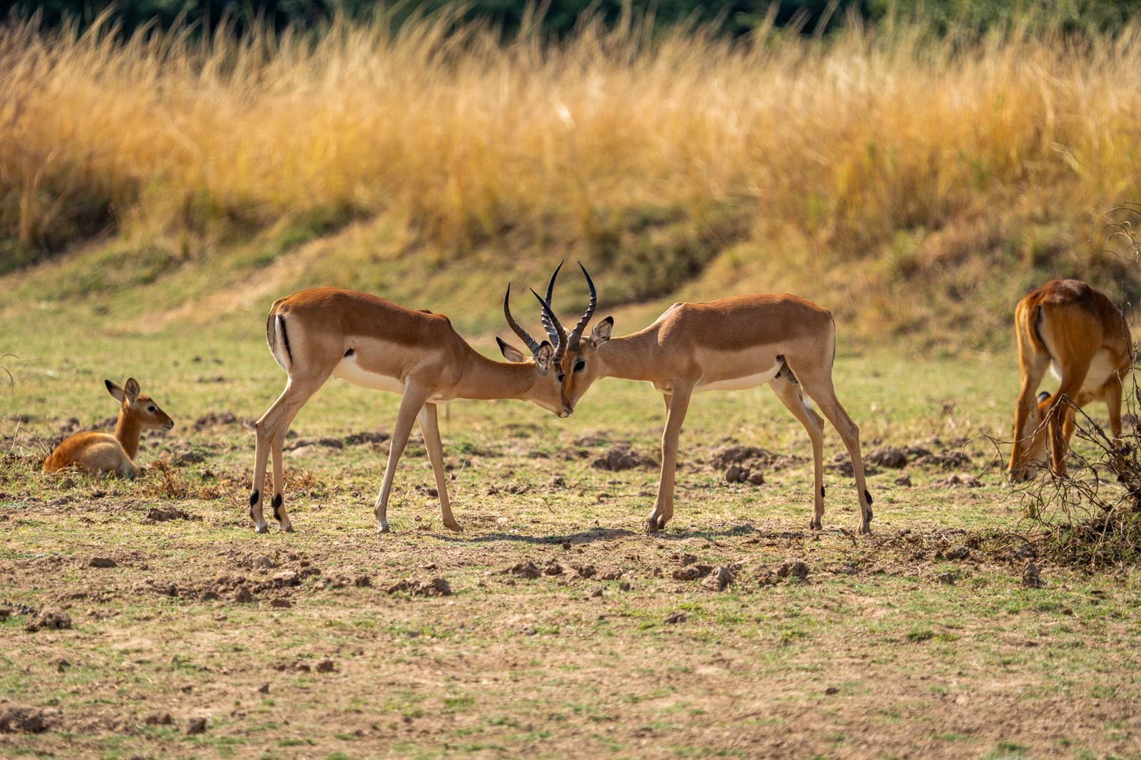 Wildlife & Nature Photography safari adventure in africa