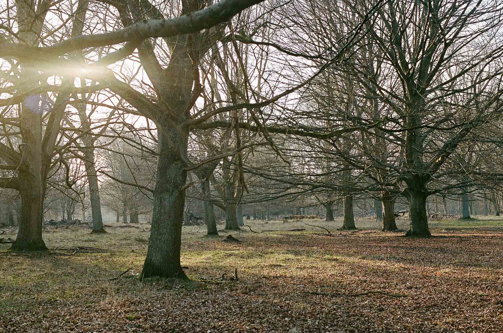 Dyrehaven Copenhagen © Birgitte Brøndsted-23.jpg