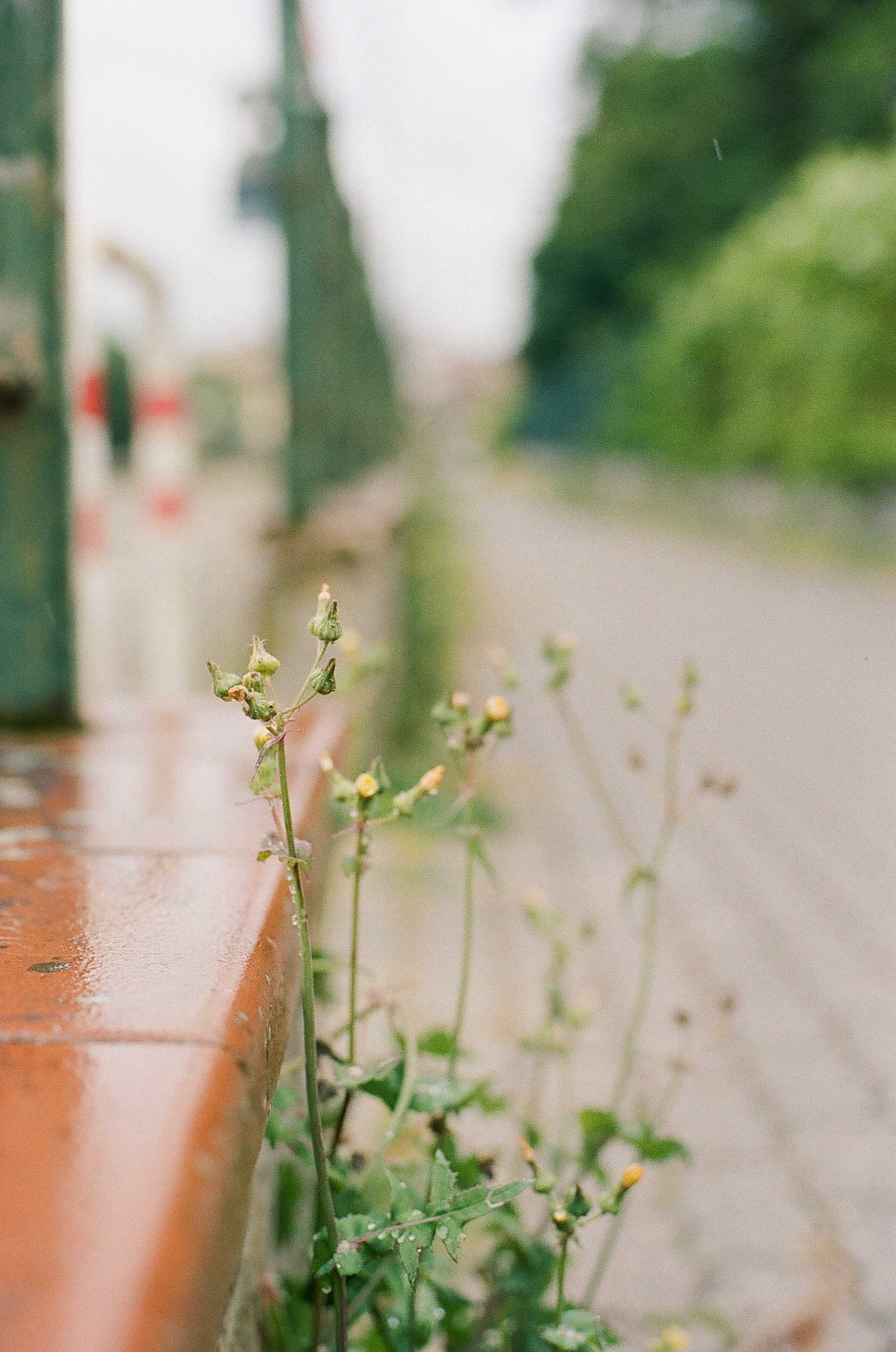 Florence in the rain © Birgitte Brondsted-.jpg