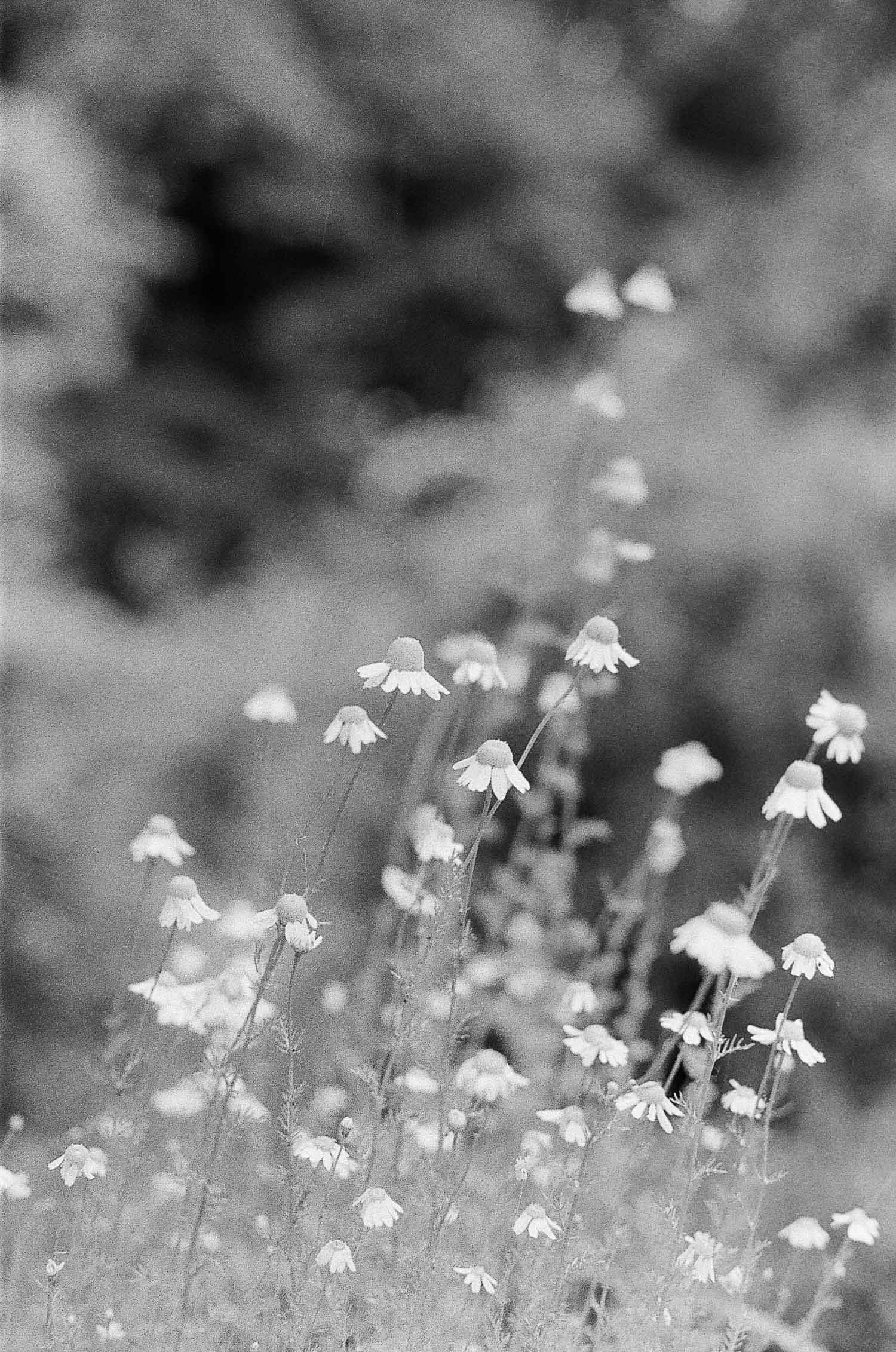 Orto botanico on film © Birgitte Brondsted--5.jpg